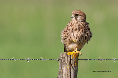 Peneireiro  ---  Kestrel  ---  (Falco tinnunculus)