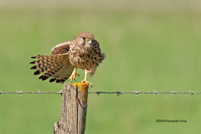 Peneireiro  ---  Kestrel  ---  (Falco tinnunculus)