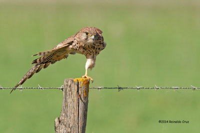 Peneireiro  ---  Kestrel  ---  (Falco tinnunculus)