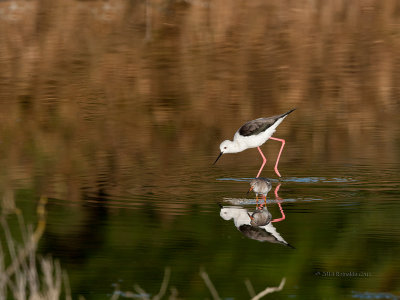 Pernilongo--- Black-winged Stilt AND Perna-vermelha  ---  Redshank  