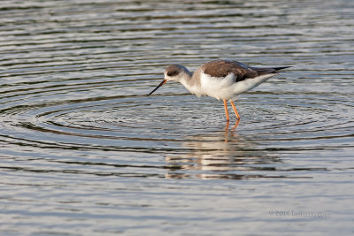 Pernilongo--- Black-winged-stilt --- (Himantopus himantopus) 