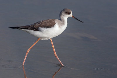 Pernilongo--- Black-winged-stilt --- (Himantopus himantopus) 