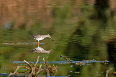 Perna-vermelha  ---  Redshank  ---  (Tringa totanus)