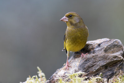 Verdilho comum  --- European Greenfinch  --- (Carduelis chloris)