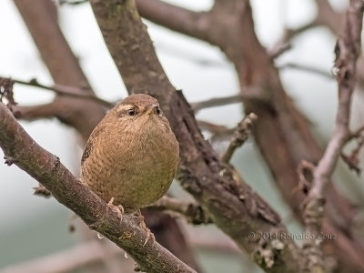 Carria  ---  Winter Wren  ---  (Troglodytes troglodytes )