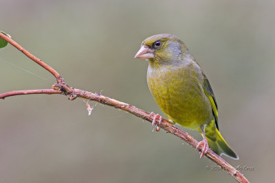 Verdilho comum --- European Greenfinch --- (Carduelis chloris)