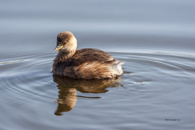 Mergulho-pequeno ---  Little Greb --- (Tachybaptus ruficollis )