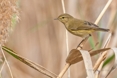 Felosinha ---  Chiffchaff --- (Phylloscopus collybita)