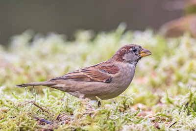 Pardal-comum  -  House Sparrow  -  (Passer domesticus)