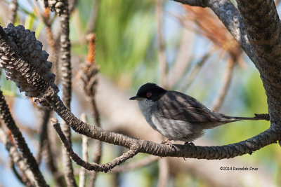 Toutinegra-dos-valados	   ---   Sardinian Warbler   ---   	Sylvia melanocephala