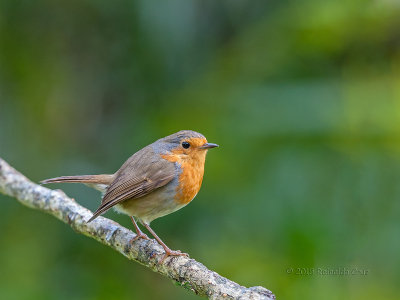 Pisco-de-peito-ruivo  ---   Robin  ---  (Erithacus rubecula)