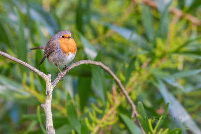 Pisco-de-peito-ruivo  ---   Robin  ---  (Erithacus rubecula)