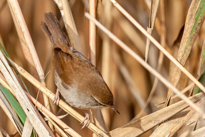 Rouxinol-bravo  ---  Cettis Warbler  ---  (Cettia cetti)