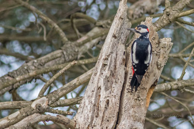 Pica-pau-malhado  ---  Great Spotted Woodpecker  ---  (Dendrocopos major)