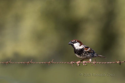 Pardal-espanhol  ---  Spanish Sparrow  ---  (Passer hispaniolensis)