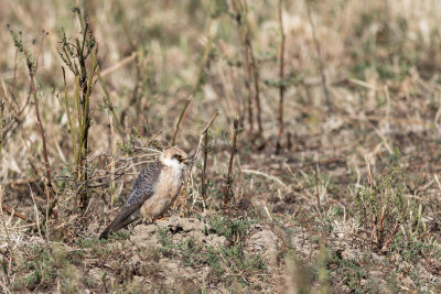 Falco-de-ps-vermelhos  ---  Red-footed Falcon  ---  (Falco vespertinus)