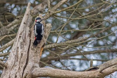 Pica-pau-malhado --- Great Spotted Woodpecker --- (Dendrocopos major)