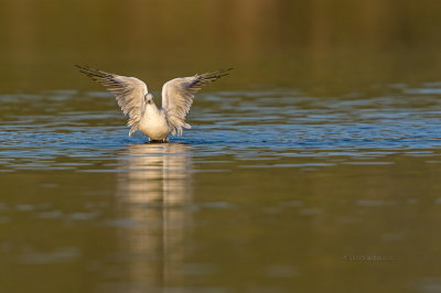 Guincho --- Black-headed Gull --- (Larus ridibundus) 