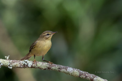 Felosa-musical  ---  Willow Warbler  ---  (Phylloscopus trochilus)