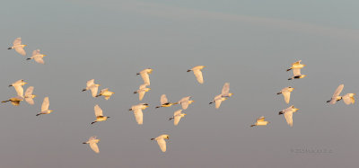 Carraceiro  ---  Cattle Egret  ---  Bubulcus ibis