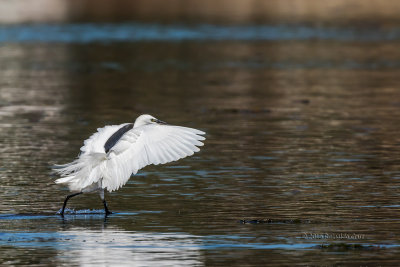 Gara-branca-pequena --- Little Egret --- (Egretta garzetta) 