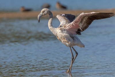 Flamingo-comum --- Greater Flamingo --- (Phoenicopterus roseus)