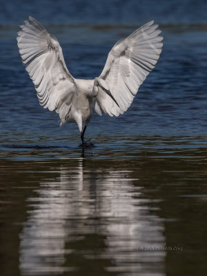 Gara-branca-pequena --- Little Egret --- (Egretta garzetta) 