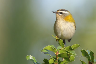 Estrelinha-real  ---  Firecrest  ---  (Regulus ignicapillus)