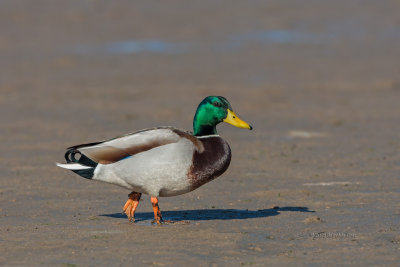 Pato-real  ---   Mallard  ---  (Anas platyrhynchos)