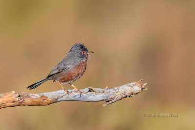 Toutinegra-do-mato --- Dartford Warbler --- (Sylvia undata)