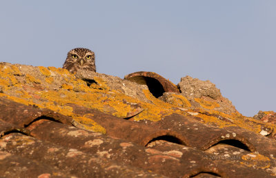 Mocho-galego --- Little Owl --- (Athene noctua )