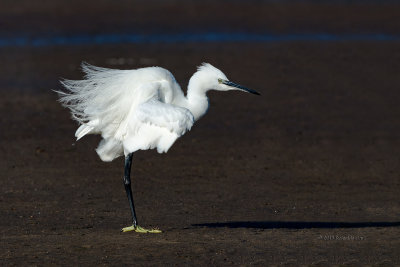 Gara-branca-pequena --- Little Egret --- (Egretta garzetta) 