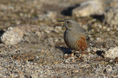 Ferreirinha-serrana  ---  Alpine Accentor  ---  (Prunella collaris)