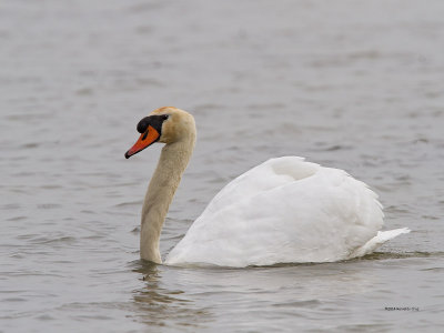 Cisne-mudo --- Mute Swan --- (Cygnus olor) 