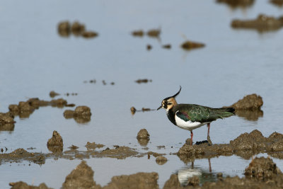 Abibe  ---  Lapwing  ---  (Vanellus vanellus)