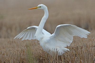 Gara-branca-grande  ---  Great Egret  ---  (Egretta alba)