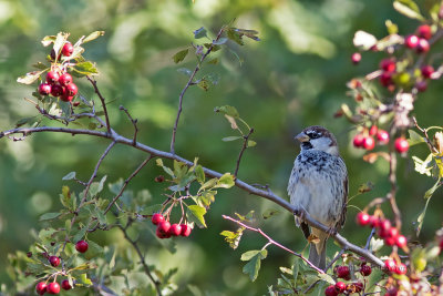 Pardal-espanhol  ---  Spanish Sparrow  ---  (Passer hispaniolensis)