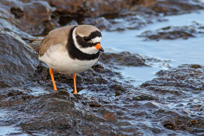 Borrelho-grande-de-coleira  ---  Ringed Plover  ---  (Charadrius hiaticula)