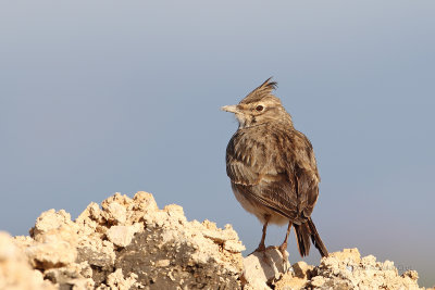 Cotovia-de-poupa  ---  Crested Lark  ---  (Galerida cristata)