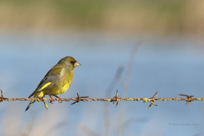 Verdilho  ---  Greenfinch  ---  (Carduelis chloris)