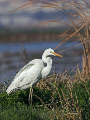 Gara-branca-grande  ---  Great Egret  ---  (Egretta alba)
