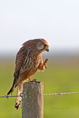 Peneireiro  ---  Kestrel  ---  (Falco tinnunculus)