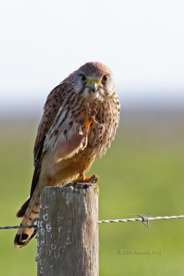 Peneireiro  ---  Kestrel  ---  (Falco tinnunculus)