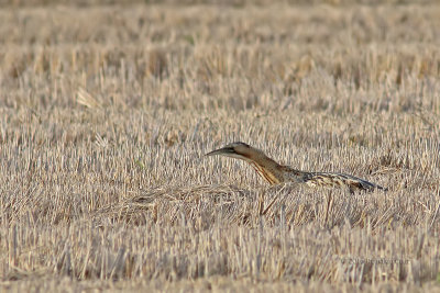 Abetouro  ---  Bittern  ---  (Botaurus stellaris)