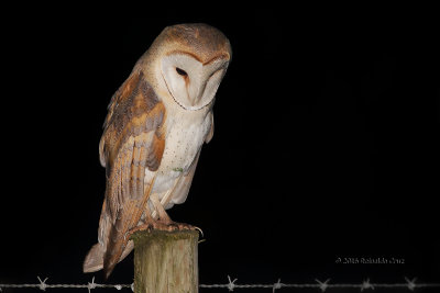 Coruja-das-torres  ---  Barn Owl  ---  (Tyto alba)