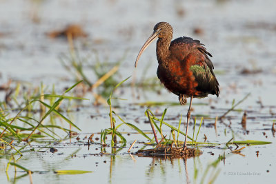 Ibis-preta  ---  Glossy Ibis  ---  (Plegadis falcinellus)