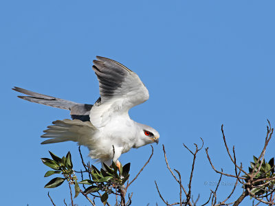 Peneireiro-cinzento  ---  Black-shouldered Kite  ---  (Elanus caeruleus)