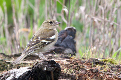 Tentilho  ---  Chaffinch  ---  (Fringilla coelebs)
