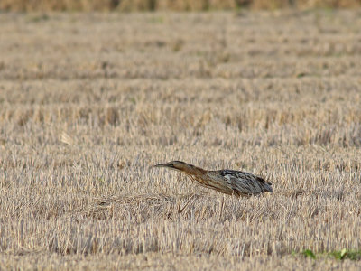 Abetouro --- Bittern --- (Botaurus stellaris) 