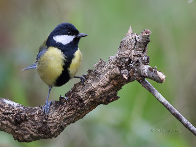 Chapim-real  ---  Great Tit  ---  (Parus major)